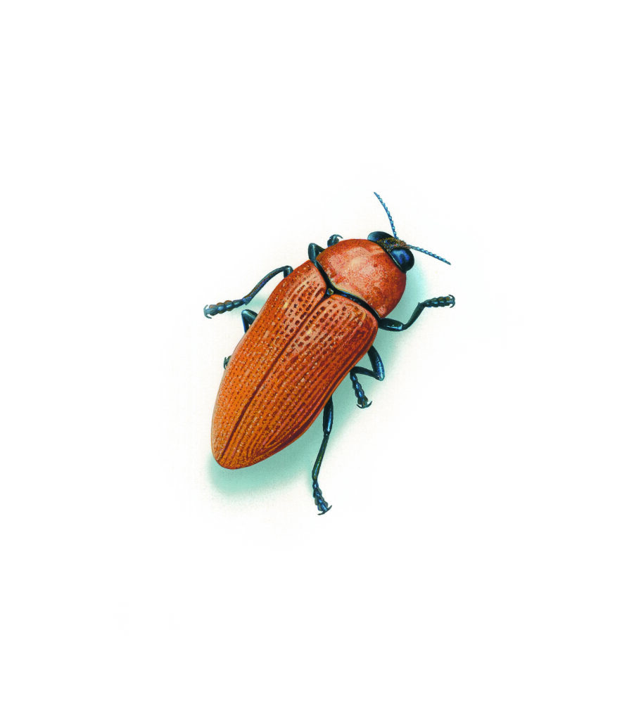 jewel beetle