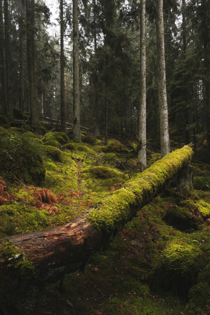 fallen tree photo by Nicholas Selman